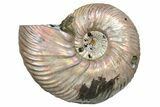 One Side Polished, Pyritized Fossil, Ammonite - Russia #174986-2